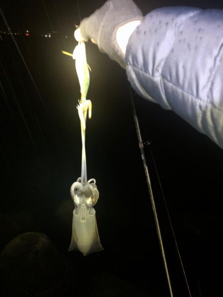 【みなべエリア】アオリイカ