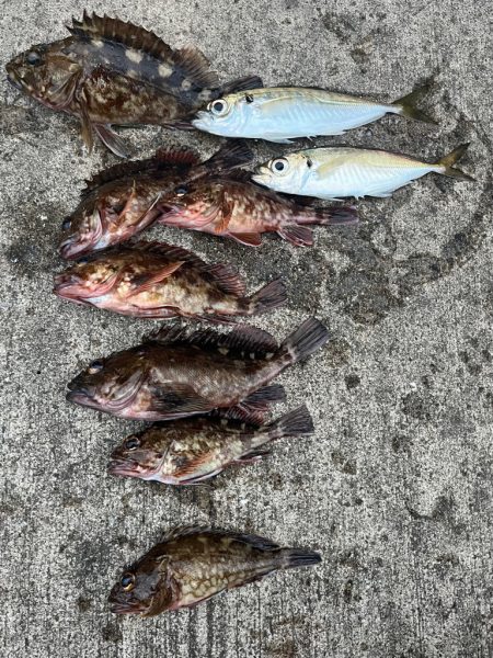 ガシリング　アタリ多いです