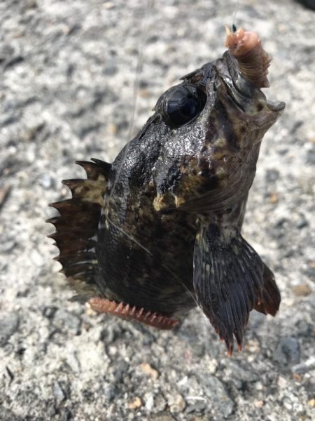 穴釣り最後に！