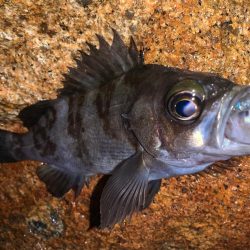 大阪湾ラン&ガン