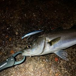 教えたくないけど、爆釣の千葉港