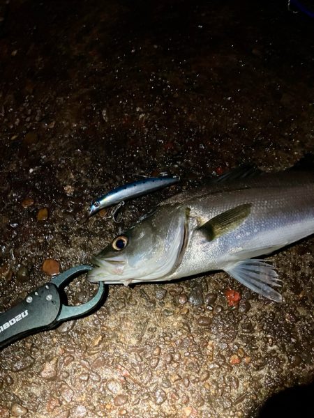 教えたくないけど、爆釣の千葉港