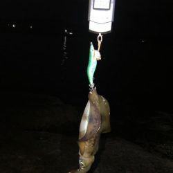 【田辺〜みなべエリア】2月のアオリイカ