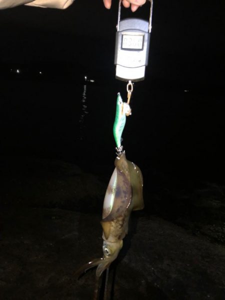 【田辺〜みなべエリア】2月のアオリイカ