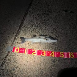 優等生サイレントアサシン