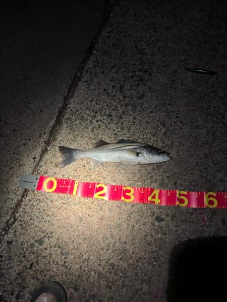 優等生サイレントアサシン