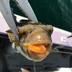 室津のカットウ釣り