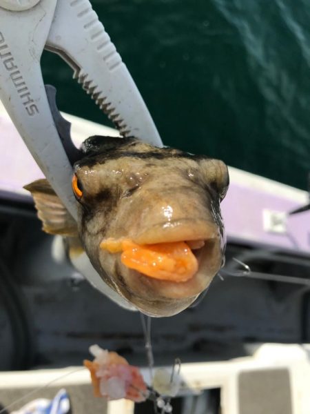 室津のカットウ釣り