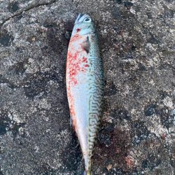 ギガアジと良型鯖