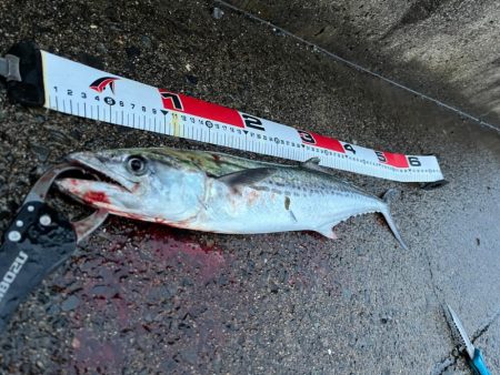 雨だけどサゴシ