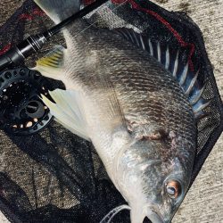 ヘチってきました