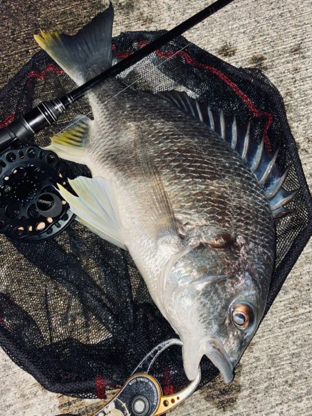 ヘチってきました