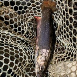 エリアトラウト