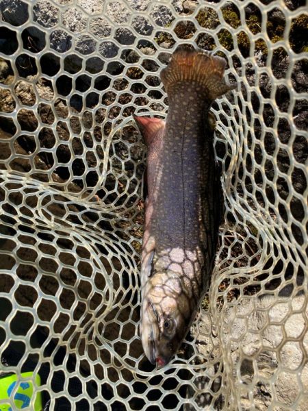 エリアトラウト