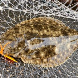 豆クネクネでまさかのヒラメにゃ！