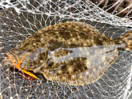 豆クネクネでまさかのヒラメにゃ！
