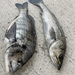エビ撒きで魚の活性高いです