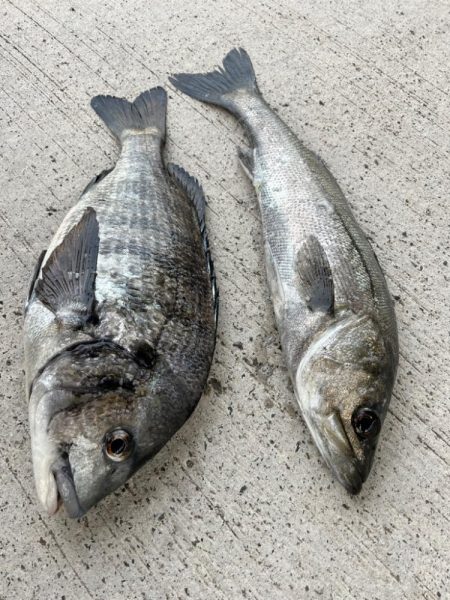 エビ撒きで魚の活性高いです