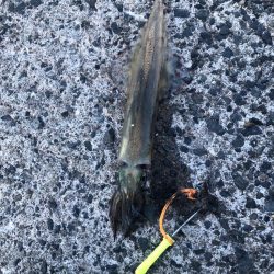 ヤリイカが食べたくて