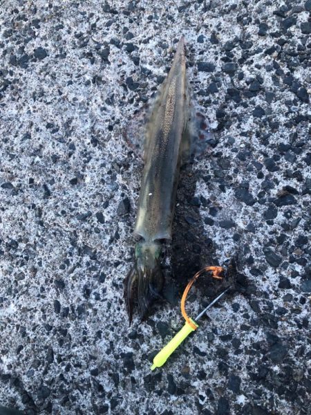 ヤリイカが食べたくて