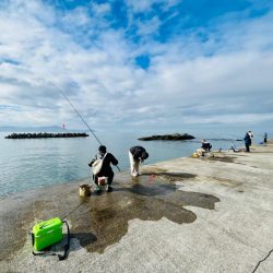 田ノ浦漁港 サビキ釣り
