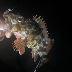 ガシラ♩ガシラ