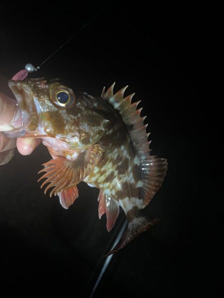 ガシラ♩ガシラ