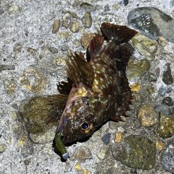 メバルは無反応！ガシラはまだ元気！！