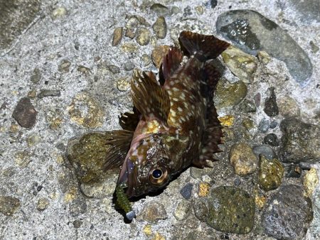 メバルは無反応！ガシラはまだ元気！！