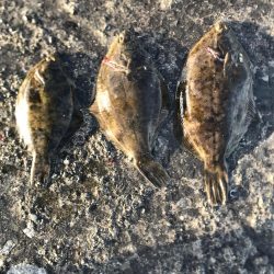 カレイ開幕3発!