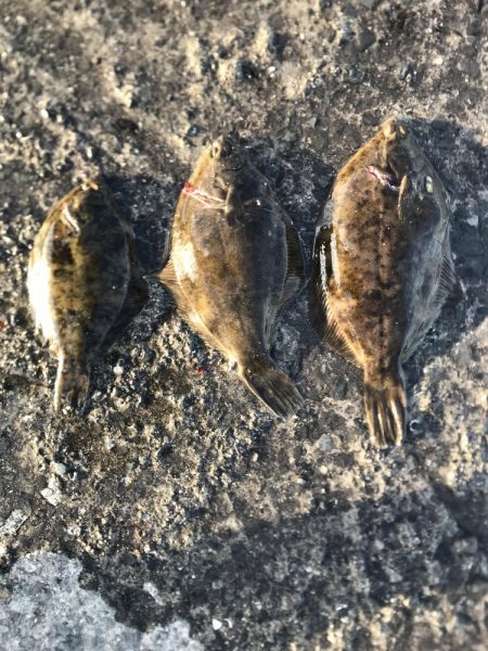 カレイ開幕3発！