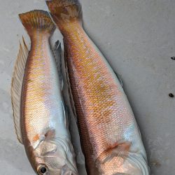 色々釣れました