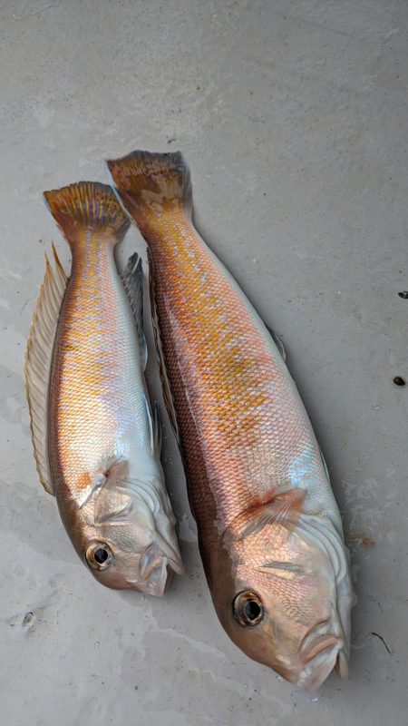 色々釣れました