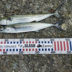 まさかのサワラ