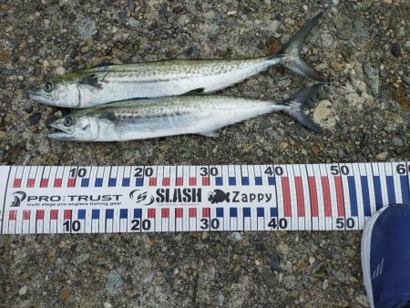 まさかのサワラ