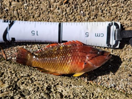 久しぶりの投稿