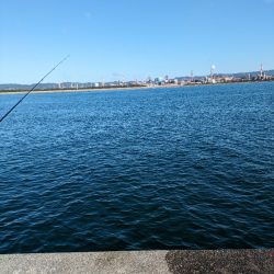 鯵大爆発釣果!!