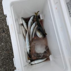 ギガアジを狙って