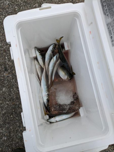 ギガアジを狙って