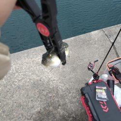 雑賀崎アジング