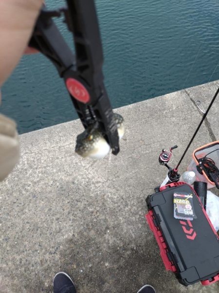 雑賀崎アジング