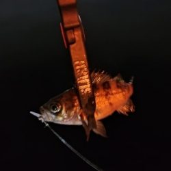 なぎさ公園リベンジ