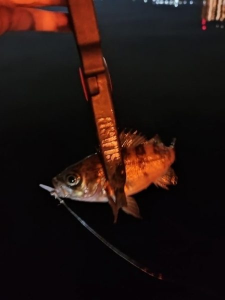 なぎさ公園リベンジ