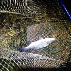 ローリングベイトday