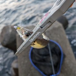 陸っぱり釣行記ジグ単