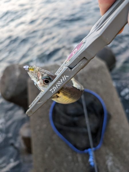 陸っぱり釣行記ジグ単