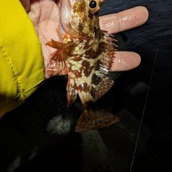 陸っぱり釣行記