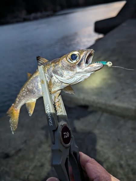 陸っぱり釣行記