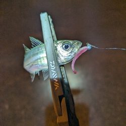 陸っぱり釣行記