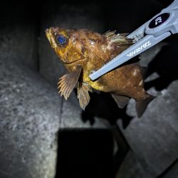 陸っぱり釣行記